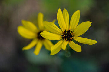 yellow flower in the garden