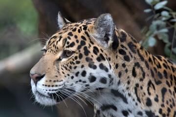 Fototapeta na wymiar Headshot of a jaguar with beautiful white whiskers and beautiful camouflage colors