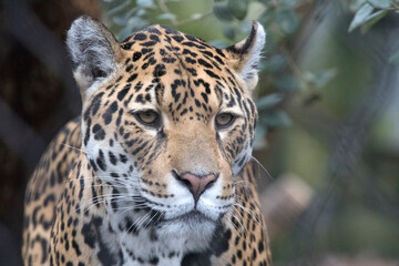 Headshot of a jaguar with beautiful white whiskers and beautiful camouflage colors © mauvries