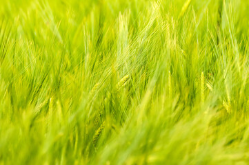 Closeup of a blurry wheat field.