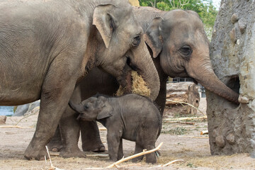 Young elephant in the vicinity of his mother and other elephants