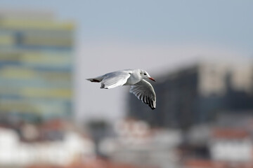 Tern in flight