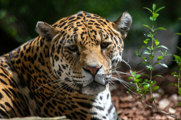 Headshot of a jaguar with beautiful white whiskers and beautiful camouflage colors