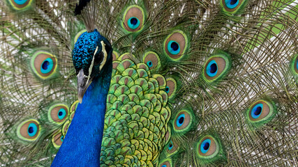 Obraz premium Peacock showing out its beautiful feathers to attract a mate.