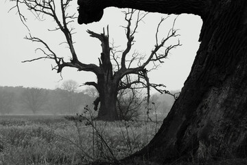 Dęby Rogalińskie Po tamtej stronie Strach © FotoArt MP