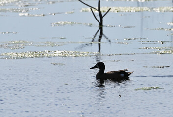 Canada Goose Silhouette
