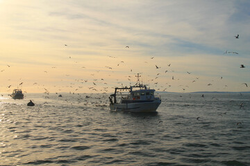 Return of fishing in Grau du Roi, a resort on the coast of occitanie region in France
