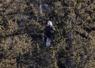 Bald Eagle in Eleven Mile Canyon