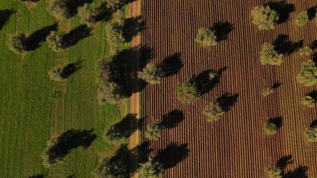 Olive trees from the height. Field divided into two parts, one of them land with green grass, and other one with growing potatoes