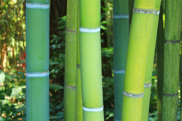 Fototapeta premium The famous Prafrance bamboo garden, a wonderful exotic garden at Anduze, France 