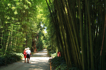 The famous Prafrance bamboo garden, a wonderful exotic garden at Anduze, France
