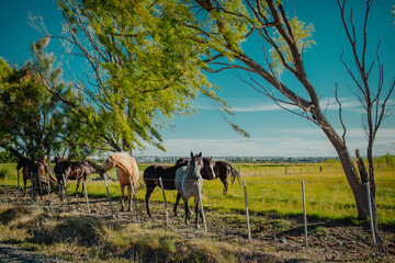 Patagonian countryside with herd of horses on a sunny summer day