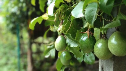 the passion fruit tree began to bear fruit