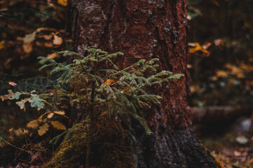 Природа, пейзаж, ландшафт