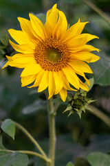Obraz premium sunflower in the garden, girassol 