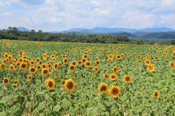 Sunflower field in the Gard region in France
