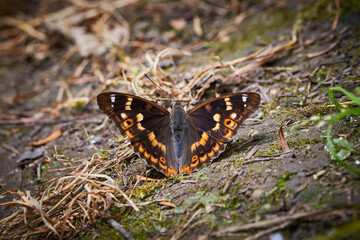 Lesser purple emperor butterfly  (Apatura ilia)