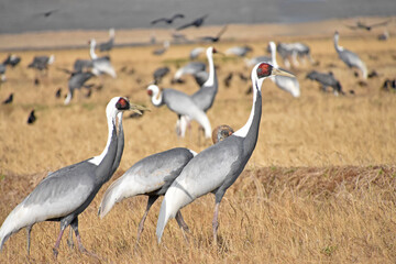 日本飛来する渡り鳥　鶴　鹿児島県出水平野