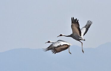 日本飛来する渡り鳥　鶴　鹿児島県出水平野