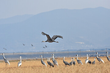 日本飛来する渡り鳥　鶴　鹿児島県出水平野