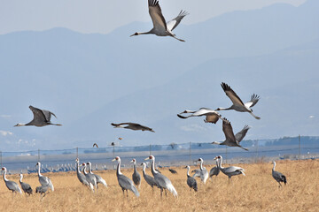 日本飛来する渡り鳥　鶴　鹿児島県出水平野