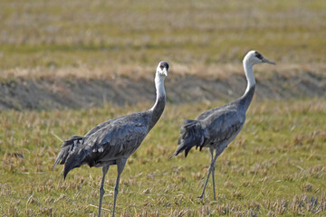 日本飛来する渡り鳥　鶴　鹿児島県出水平野