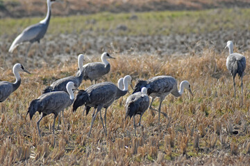 日本飛来する渡り鳥　鶴　鹿児島県出水平野