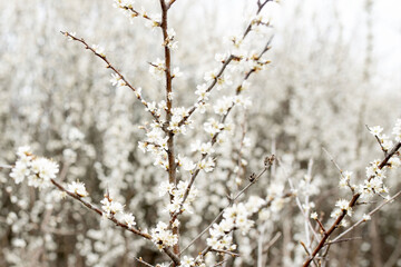 Fielding white flowers blooming in a field. Background flowering, selective focus