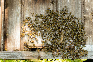 A lot of bees returning to bee hive and entering beehive with collected floral nectar and flower...