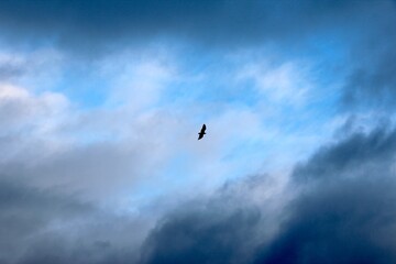 Silhouette of bird in cloudy blue sky. No people. Copy space.