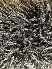 black and silver fur
