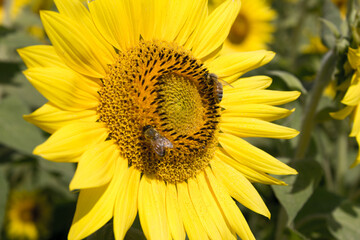 Bee and sunflower