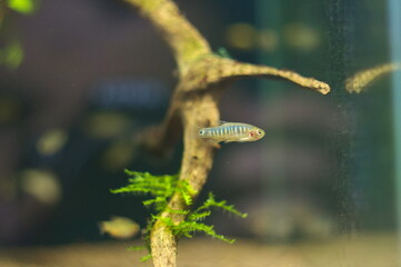 Microrasbora Celestichthys erythromicron tropical fish in aquarium