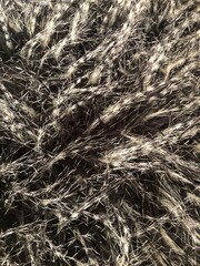 black and silver fur