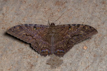 Black Witch moth