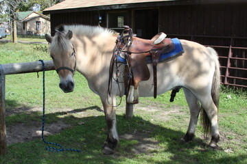 horse