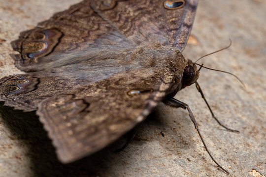 Black Witch moth