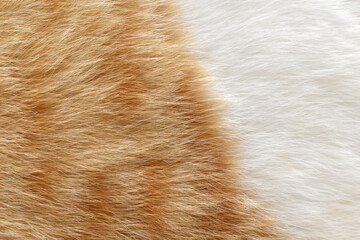 Cat fur texture background.  Orange or ginger and white cat coat background. 