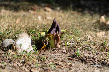 Amorphophallus flower in the wild forest