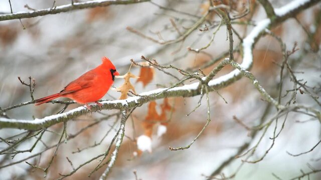 Side closeup of fluffed, puffed up red male cardinal bird perched on oak tree branch covered in falling snow in winter season with snowing falling snowflakes in Virginia