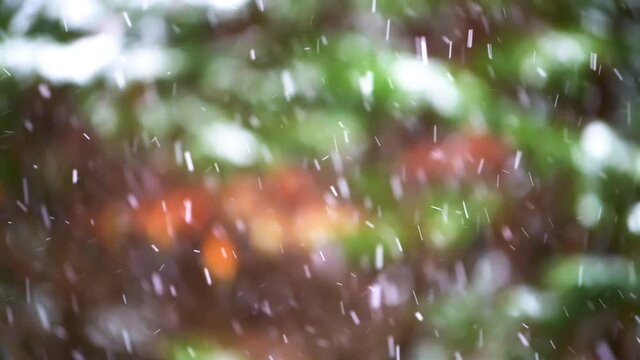 Defocused snowing storm with tree branches in blurry blurred background in shallow depth of field with snow snowflakes falling in backyard or front yard in Northern Virginia
