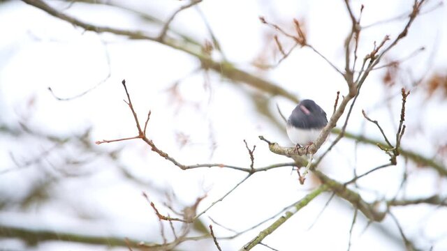 Closeup of dark-eyed junco small tiny bird perched sitting on oak tree branch at winter snow in Virginia puffed up ruffling feathers in snowing weather