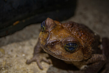 bullfrog cave Cuba eyes skin closeup