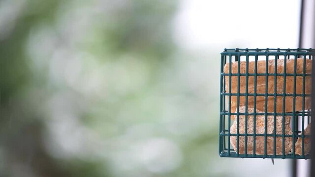 Closeup of one white breasted nuthatch bird in Virginia perched on hanging metal suet cake feeder cage attached to window at snowing snow weather