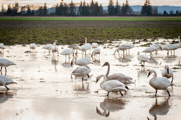 Trumpeter Swans in the Skagit Valley. The Skagit Valley is visited by thousands of swans each winter coming from Alaska, with the first arrivals settling down in early November. 