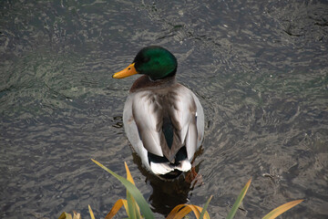 Male mallard (Anas platyrhynchos) on dark water, seen from behind, looking at camera with its green...
