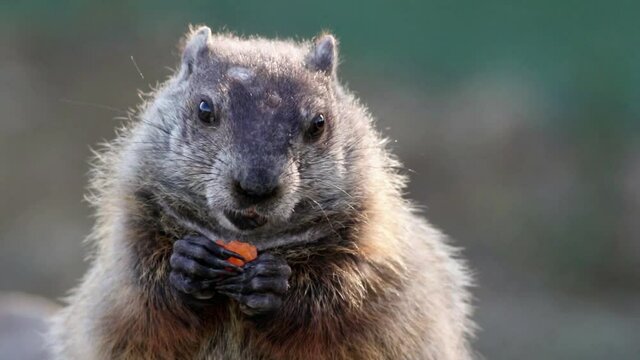 Groundhog, Marmota monax, closeup eating carrot in hands center exits scene left 