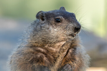 Naklejka na ściany i meble Groundhog, Marmota monax, closeup clean background