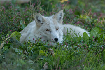 White Wolf, Canis lupus arctos, relaxing in flowery grass