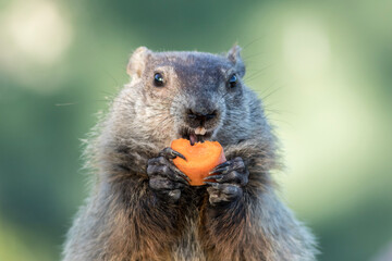 Groundhog, Marmota monax, closeup center holding carrot near open mouth clean background
